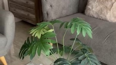 Apartemen Prestisius di Kawasan Elit Menteng, Jakarta Pusat, Harga 7,5 Miliar